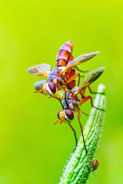 fly-fishing-flies-640x480-40650954.jpeg