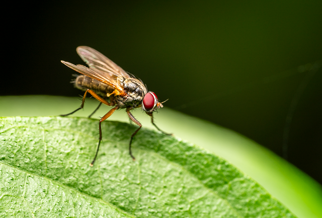 fly fishing flies