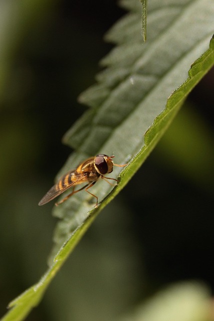 fly fishing flies
