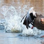 Beadheads: Elevate Your Fly Fishing Flies Today