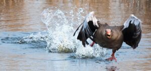 fly-fishing-flies-640x480-53099274.jpeg