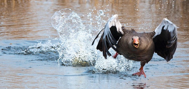 fly-fishing-flies-640x480-53099274.jpeg