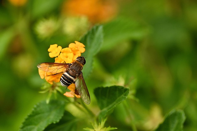fly-fishing-flies-640x480-58226248.jpeg