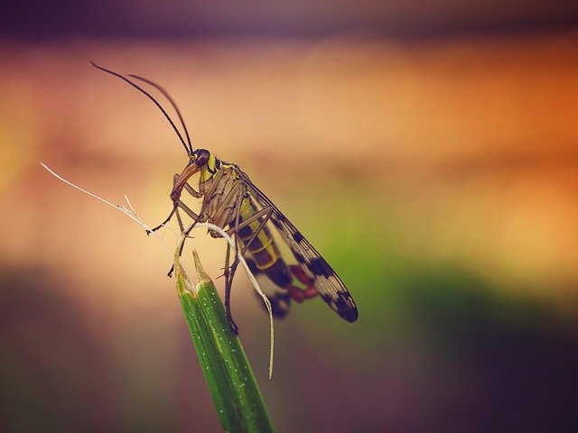 fly fishing flies