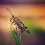 River Systems: Fly Fishing, Global Exploration, Conservation Efforts