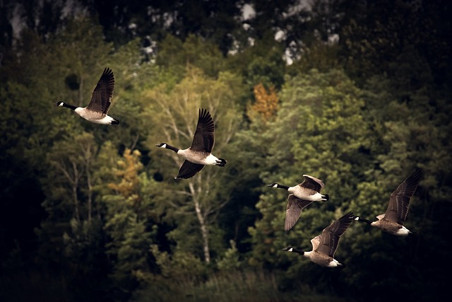 fly fishing flies