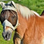 Master Tail Setting for Fly Fishing Flies Success
