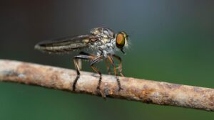 fly-fishing-flies-640x480-76479238.jpeg