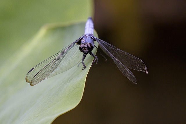 fly fishing flies