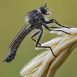 Unleash the Power: Flash Flies for Targeted Success in Fly Fishing