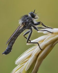 fly-fishing-flies-640x480-82212180.jpeg