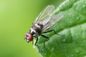 fly-fishing-flies-640x480-9166263.jpeg