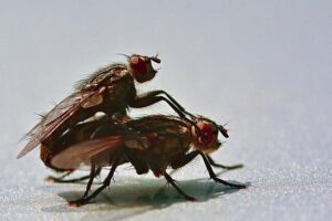 fly-fishing-flies-640x480-94494986.jpeg