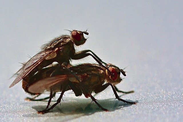 fly-fishing-flies-640x480-94494986.jpeg