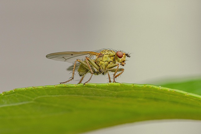 fly fishing flies