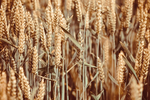 high fiber cereals