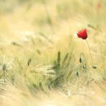 Nutritional Components: High Fiber Cereals to Optimal Health
