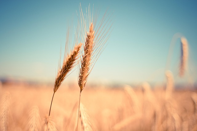 high fiber cereals
