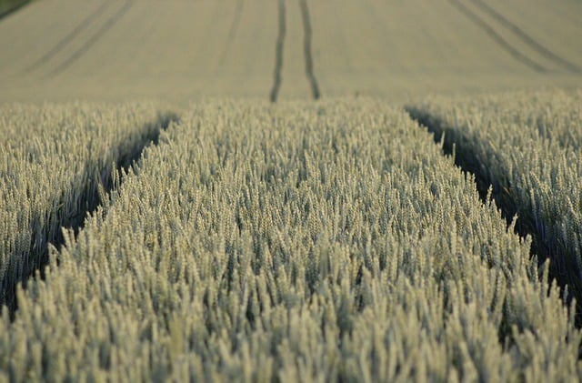 high fiber cereals