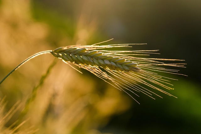 high fiber cereals