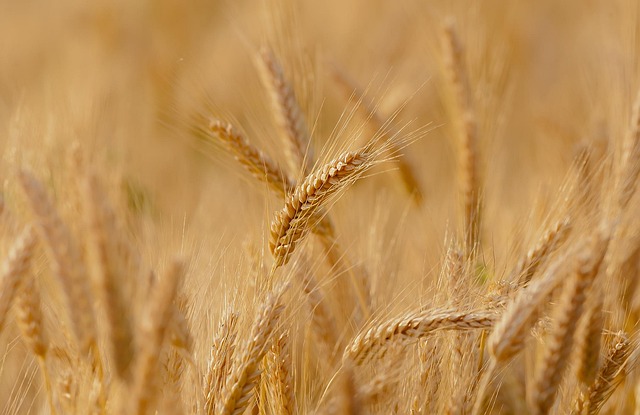 high fiber cereals
