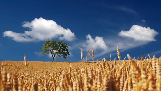 high fiber cereals