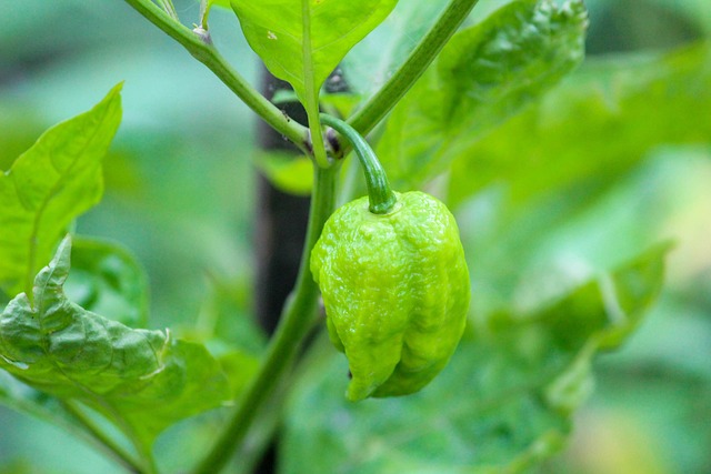 jalapenos peppers