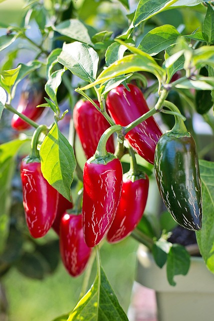 jalapenos peppers