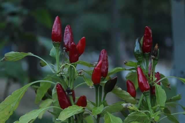 jalapenos peppers