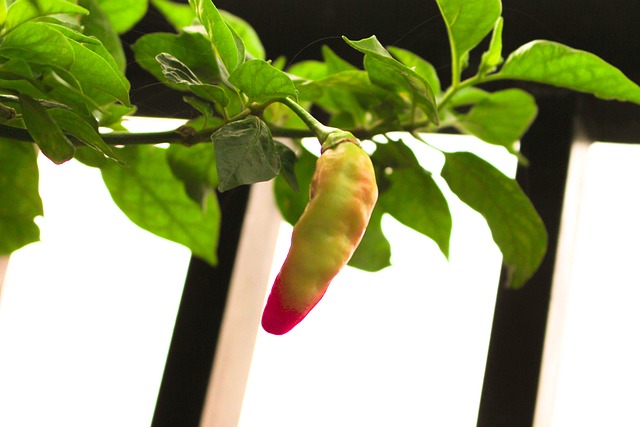 jalapenos peppers