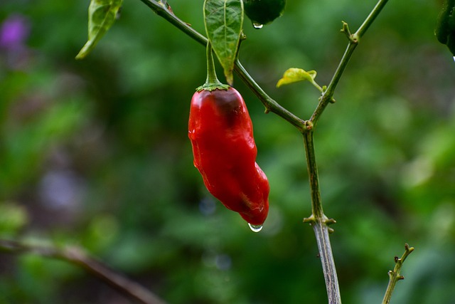jalapenos peppers