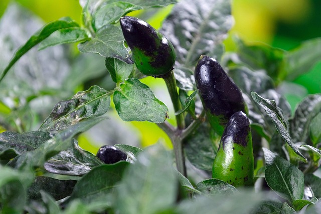jalapenos peppers