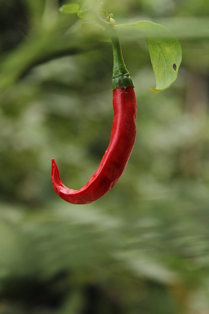 jalapenos peppers