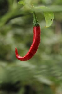 jalapenos-peppers-640x480-64926331.jpeg