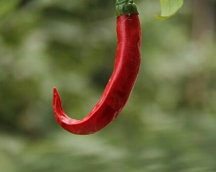 jalapenos-peppers-640x480-64926331.jpeg