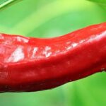 Temperature Secrets: Fresh Jalapenos’ Flavor Spectrum