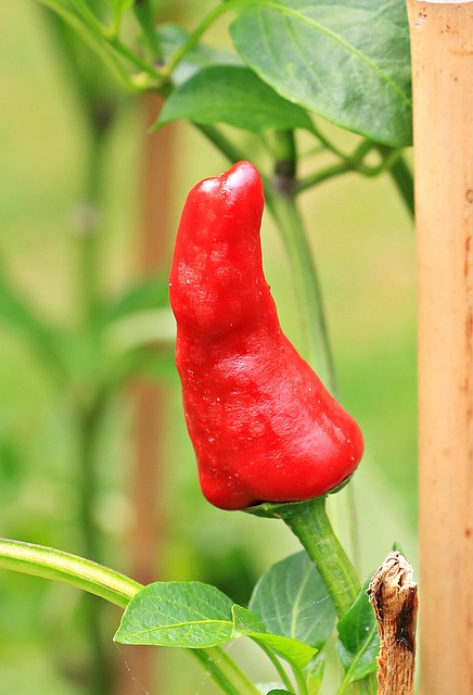 jalapenos peppers