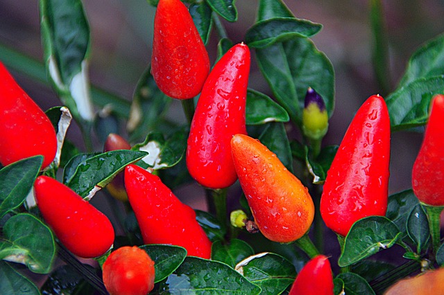 jalapenos peppers
