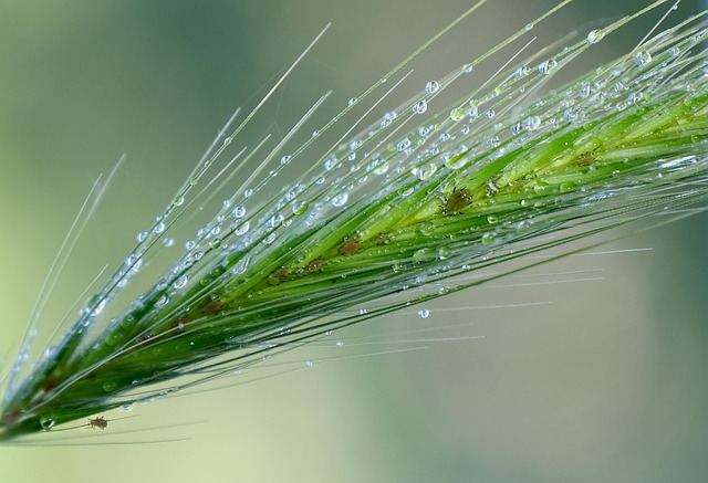 lice treatment
