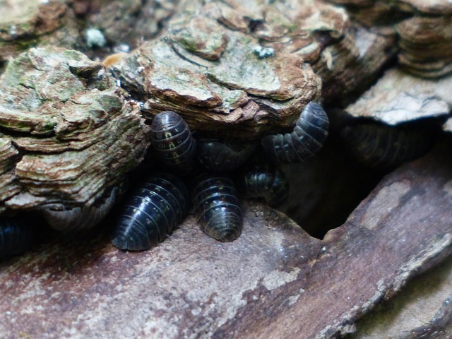 lice treatment