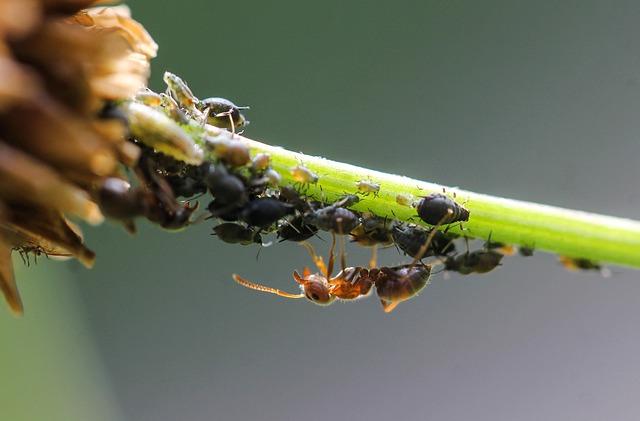 lice treatment