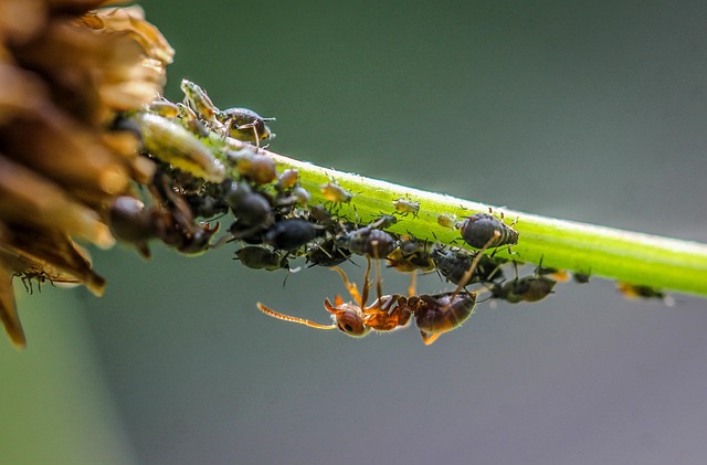 lice treatment