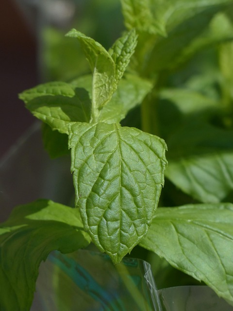 mint julep cups