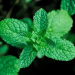 Authenticity Checks: Mint Julep Cups & Counterfeit Detection