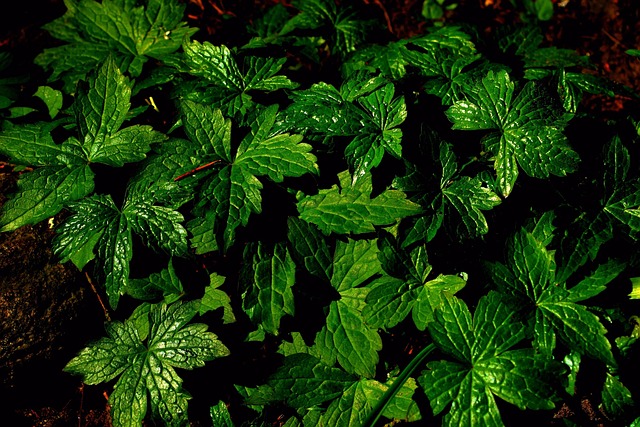 mint julep cups