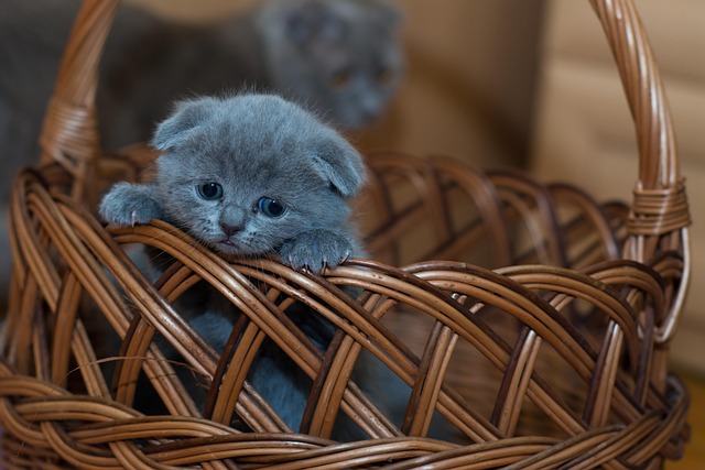 pegboard baskets