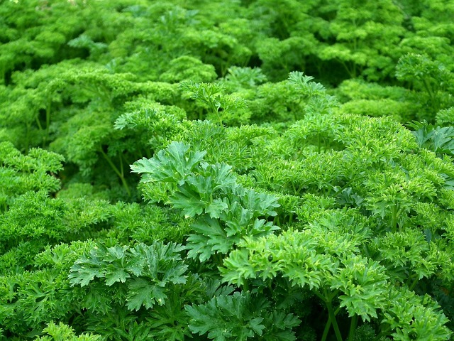 seasoning mixes