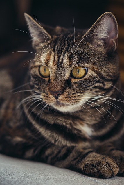 sonic cat repellents