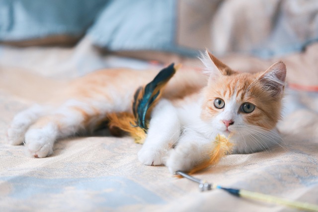 sonic cat repellents
