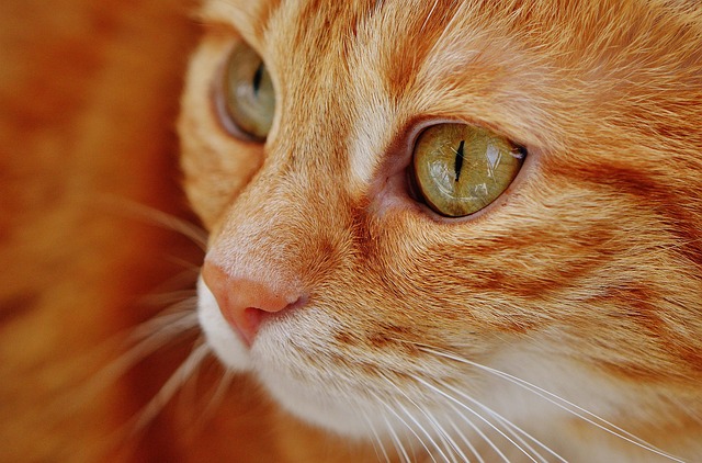 sonic-cat-repellents-640x480-16131572.jpeg